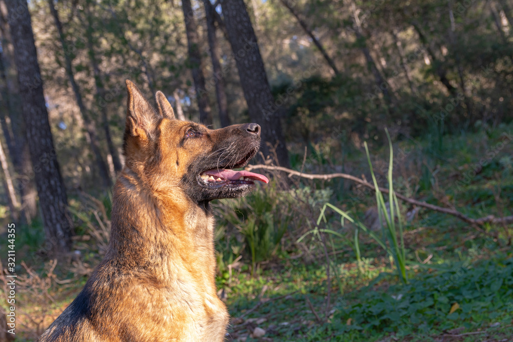 Naklejka premium Perro de raza pastor alemán jugando en el parque.