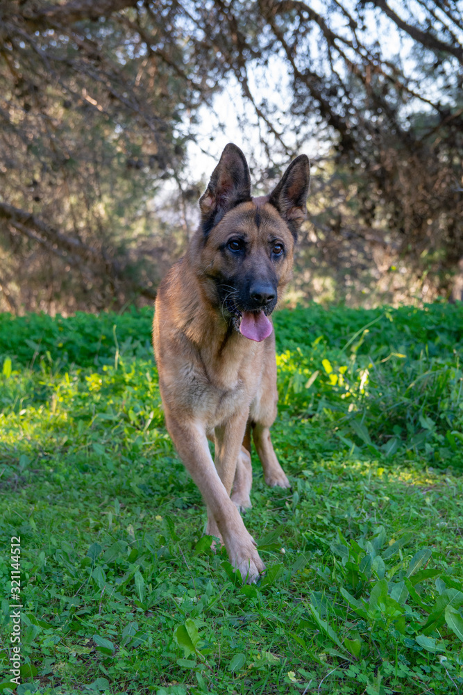 Naklejka premium Perro de raza pastor alemán jugando en el parque.