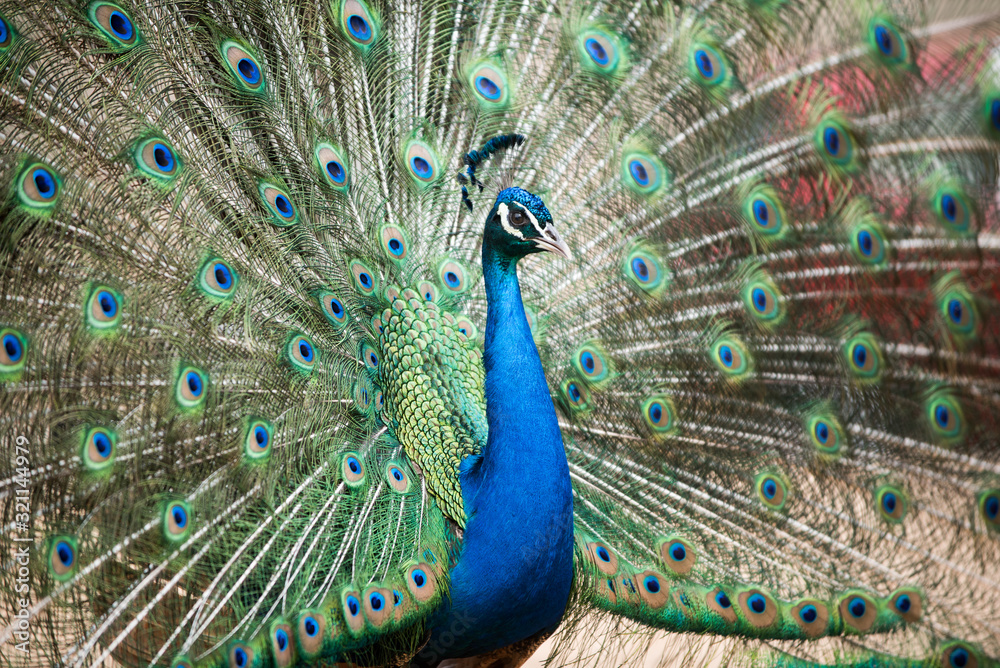 Fototapeta premium Amazing blue peacock with eyelike markings on tail