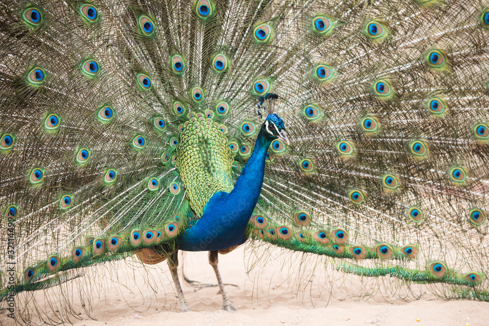 Obraz premium Beautiful peacock with eyelike markings on the tail