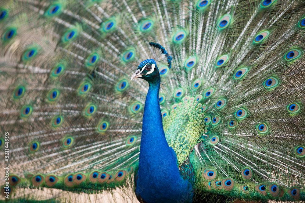 Obraz premium Beautiful blue make peafowl with erected tail on the background