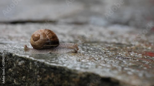 SLO MO, Lockdown, A snail moving across a wet stone