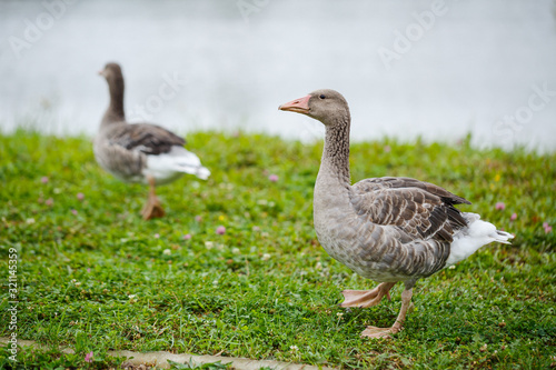 two gray goose walking on green grass