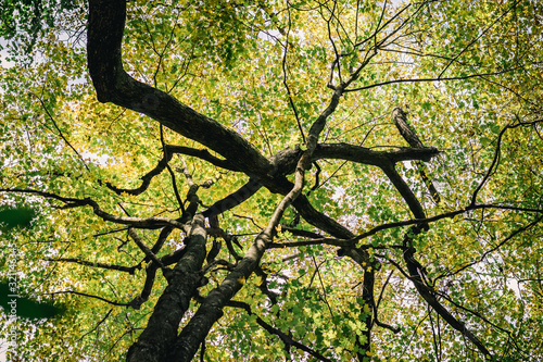 Looking Up at Dark Tree Branches Growing at Crazy Angles