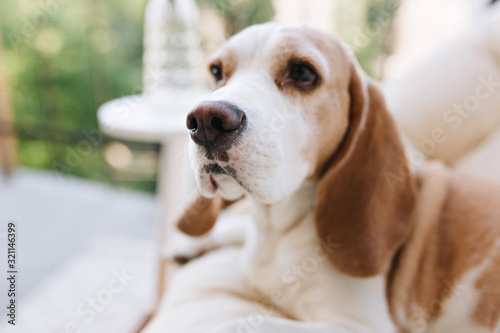 Close-up portrait of beautiful beagle dog with long ears thoughtfully looking away. Outdoor photo of cute puppy with big black nose standing on blur background.