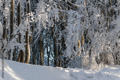 frosty trees photo