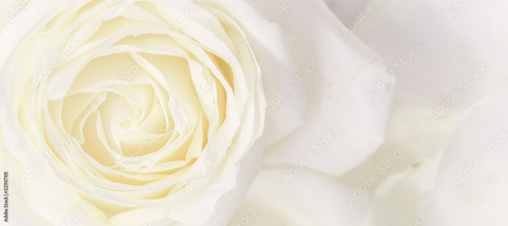 Soft focus, abstract floral background, white rose flower. Macro flowers backdrop for holiday brand design