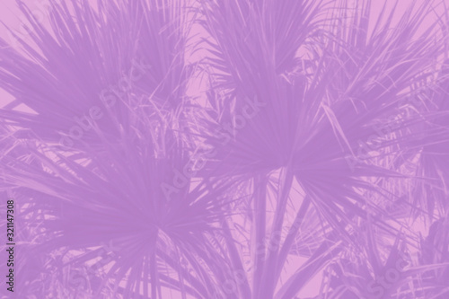 Violet pink tropical and palm leaves background, ultraviolet neon colors