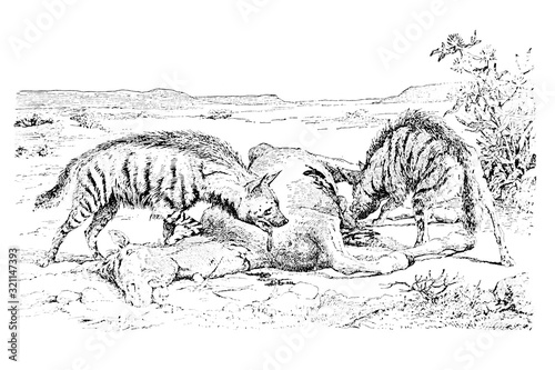 Hyenas - Vintage Engraved Illustration 1889
