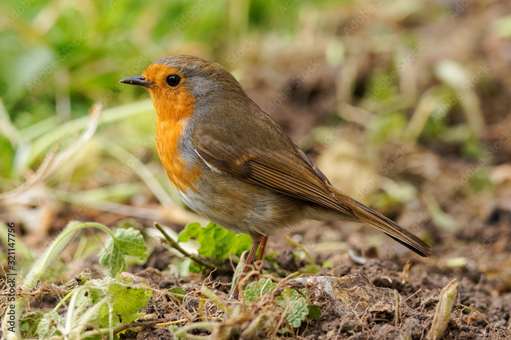 Robin (Erithacus rubecula) on a garden patch