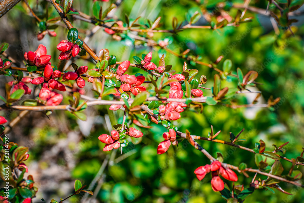 Flowers of henomeles in spring in the garden. Flowers of henomeles in spring in the garden.