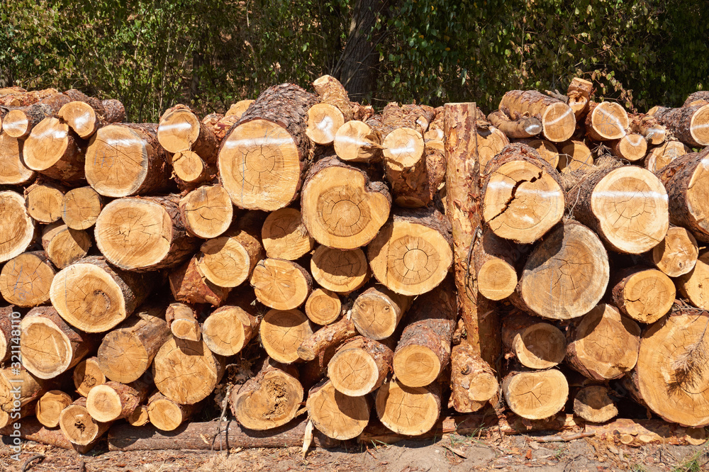 Pine logs stacked in the forest