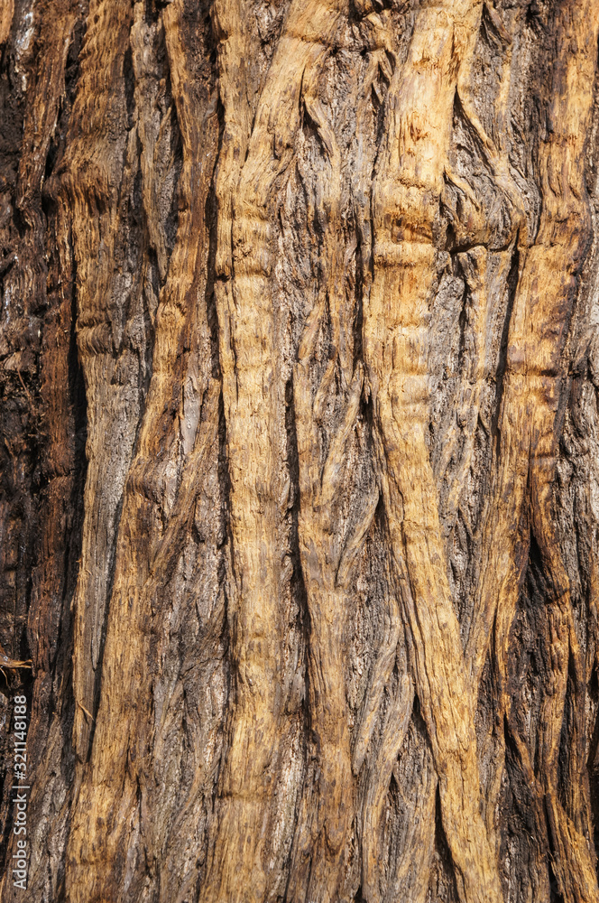 Obraz premium old tree bark texture background
