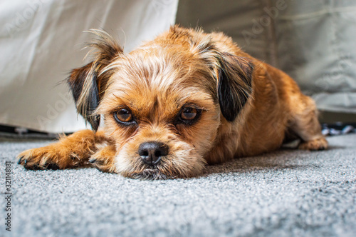 Sad Shorkie Dog photo