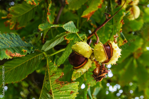 Conkers on a horse chestnut tree photo