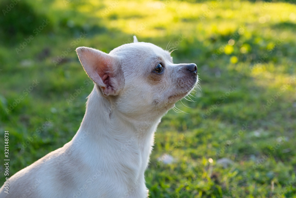 Chiguagua playing in the park. Chiguagua breed dog playing in the field.