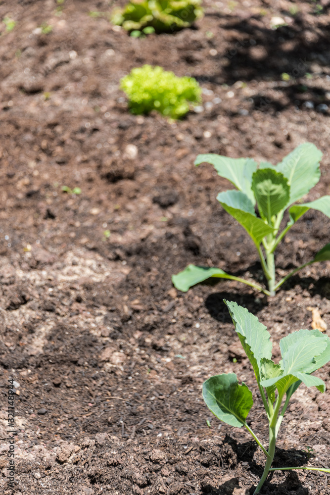 Freshly seeded lettuce in garden soil Freshly seeded lettuce in garden soil
