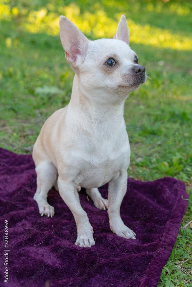 Chiguagua playing in the park. Chiguagua breed dog playing in the field. Chiguagua playing in the park. Chiguagua breed dog playing in the field.