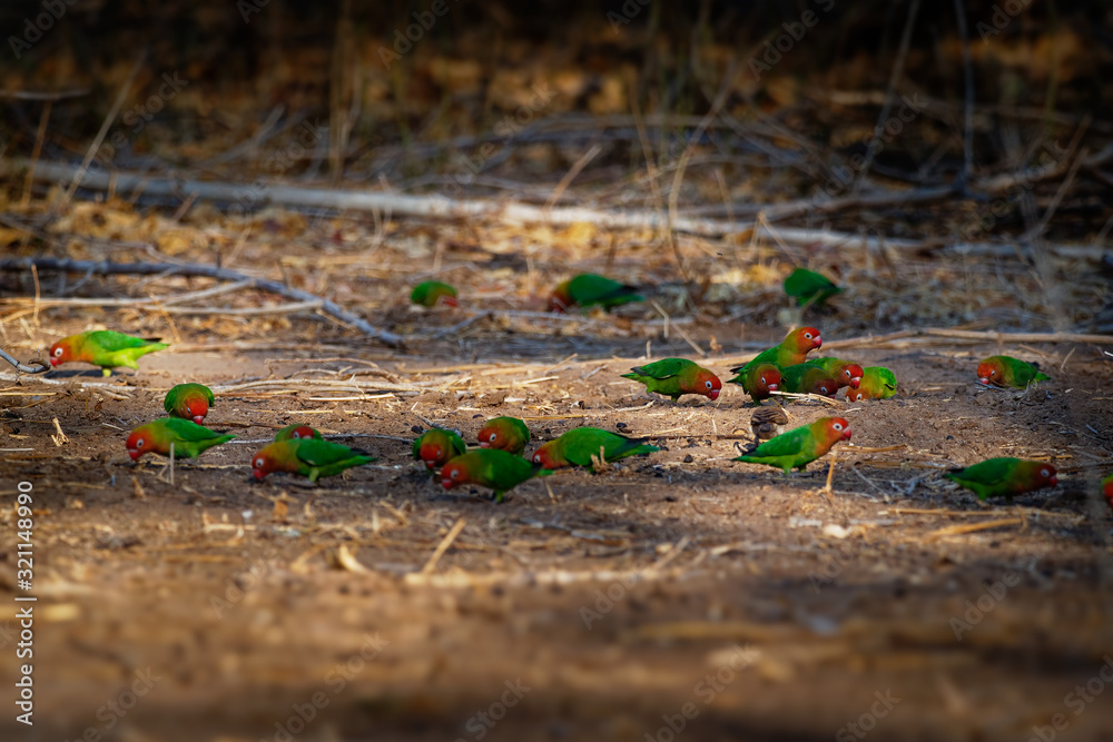 Fototapeta Lilians Lovebird - Agapornis lilianae also known as the Nyasa lovebird, is a small African parrot species of the lovebird genus. It is mainly green and has orange on its upper chest and head