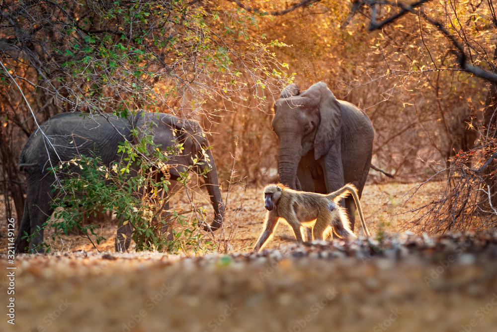 Chacma Baboon - Papio ursinus griseipes  or Cape baboon and African Bush Elephant - Loxodonta africana in Mana Pools National Park in Zimbabwe