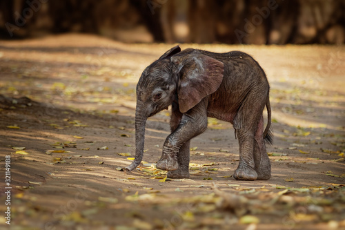 Photography African Bush Elephant - Loxodonta africana small baby elephant with its mother,