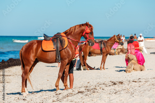 Horses on the beach