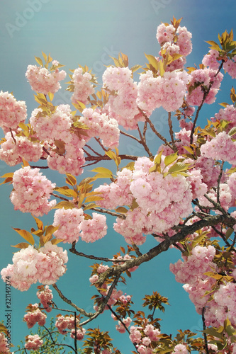 Tree blossoming pink cherry wich clear sky