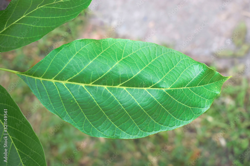 Fresh green walnut (Juglans regia) leaf on a blurred natural background. Fresh green walnut (Juglans regia) leaf on a blurred natural background.
