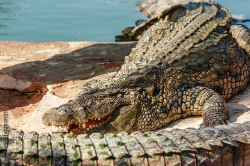 Crocodiles bask in the sun on the river Bank