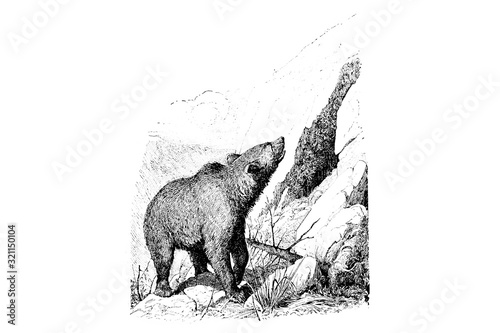 Brown Bear - Vintage Engraved Illustration 1889