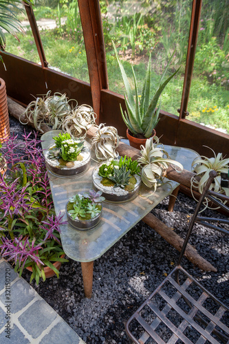 Jardin - plantes grasses sur uen table dans une serre photo