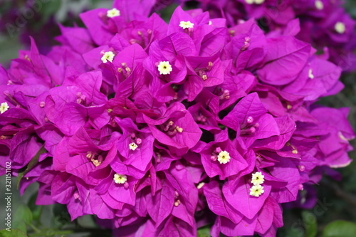 Magenta plant with small white flowers