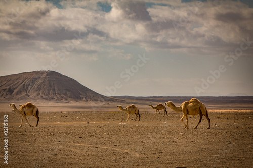 Camels in Saudi