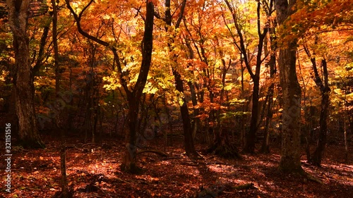 紅葉の奥日光の森