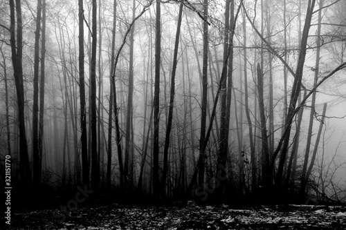 blurred photo of a mysterious foggy landscape with trees in a forest, mysterious mystical concept