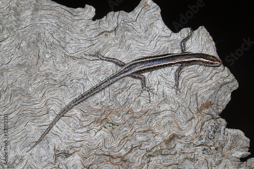 Elegant Snake-eyed Skink photo