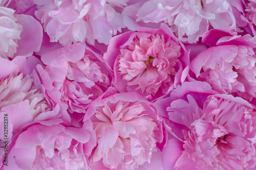 Many pink peonies. Background of spring pink flowers, aroma and tenderness. Abstract texture of flowers.