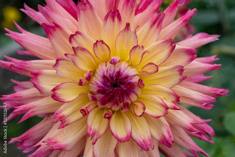 pink flower pink flower