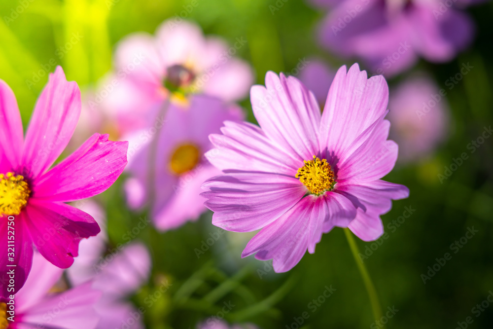  Beautiful Cosmos flowers in garden. Nature background.