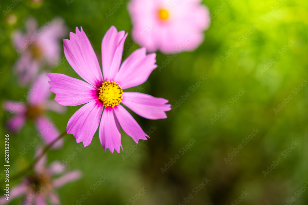 Beautiful Cosmos flowers in garden. Nature background. Beautiful Cosmos flowers in garden. Nature background.