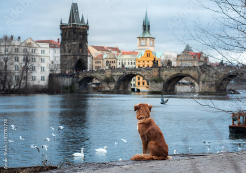 dog on the promenade in Prague near Charles bridge. Nova Scotia Duck Tolling Retriever in the old center, photo