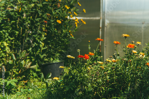 bright red medicinal marigold flowers on the background of a green garden and a plexiglass greenhouse