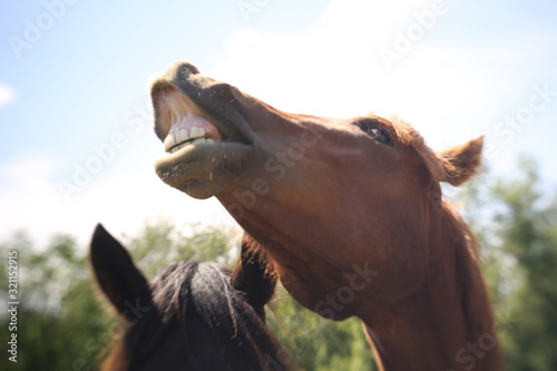 Funny horse showing teeth