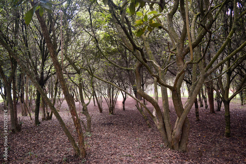 Bosque parque del tunjo photo