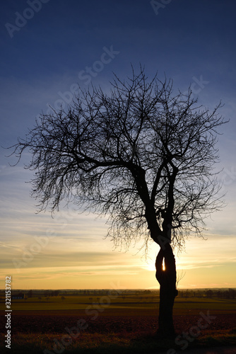 Sunrise with red and blue sky and clouds as well as a bare lonely apple tree in winter with gnarled branches in Germany in portrait format