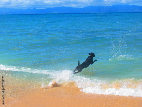 Un beau chien noir saute dans la mer turquoise