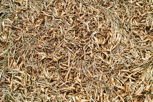 Dry hay. Texture, Macro shot of hair.