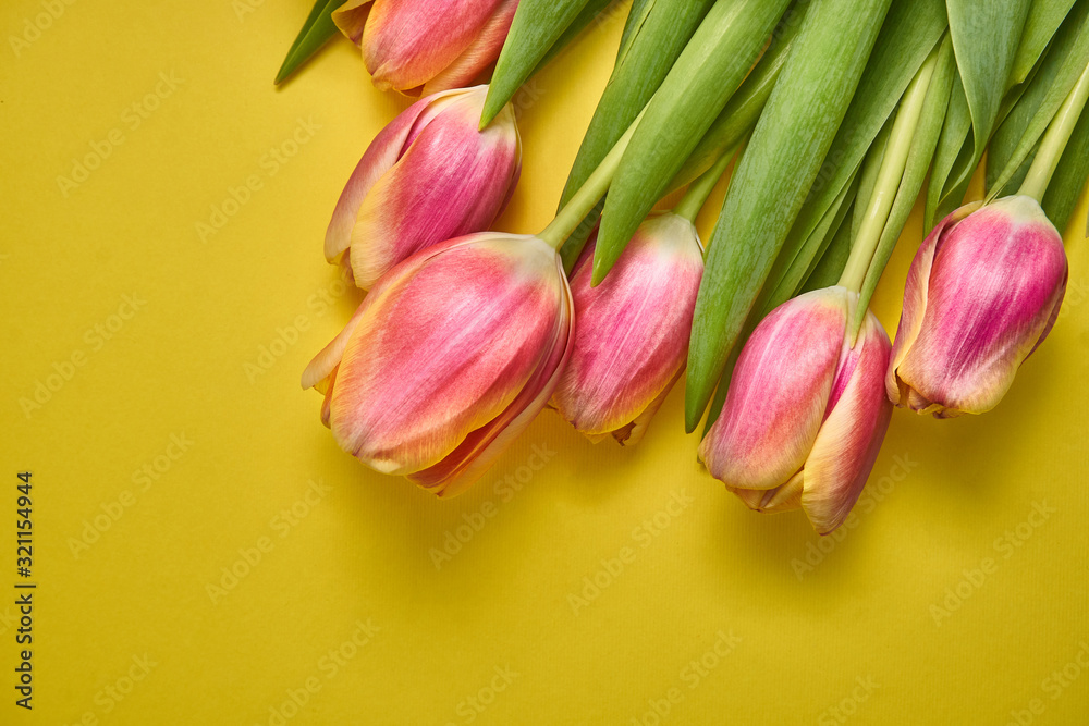 Fototapeta premium bouquet of beautiful pink tulips on a yellow background. spring card. macro photography. Valentine's Day. March 8