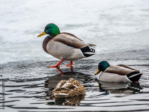 Mallard ducks during the winter in Wiscsonin photo