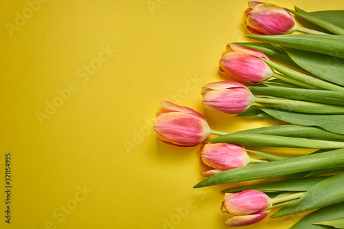 pink tulips lie horizontally to the right on a yellow background. spring card. Macro shot. Valentine's Day. March 8